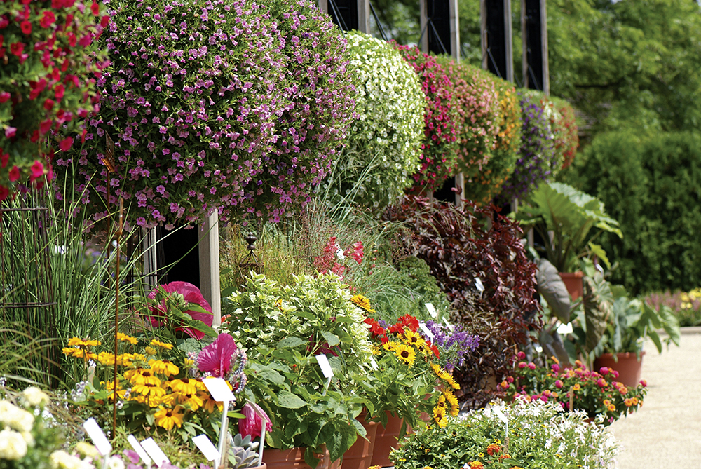 Patio Garden, The Gardens at Ball, Fantastic Foliage and other new products for sun and shade
BHC07-5466.jpg
BHC

Summer 2007 West Chicago, IL, PhilDramisino

DSCF0257PdTGAB.jpg

BHC07-5466.jpg