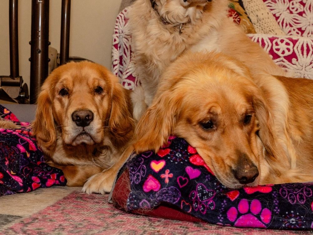 Bonded pair of fosters, Ellie and Sage