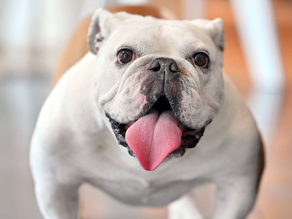 Pancake’s goofy charm and sweet personality make her a favorite everywhere she goes in Oak Brook.