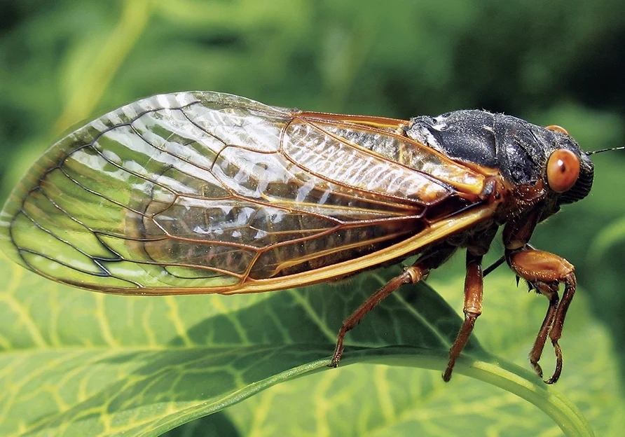 17-year-periodical-cicada_Credit_-The-Morton-Arboretum