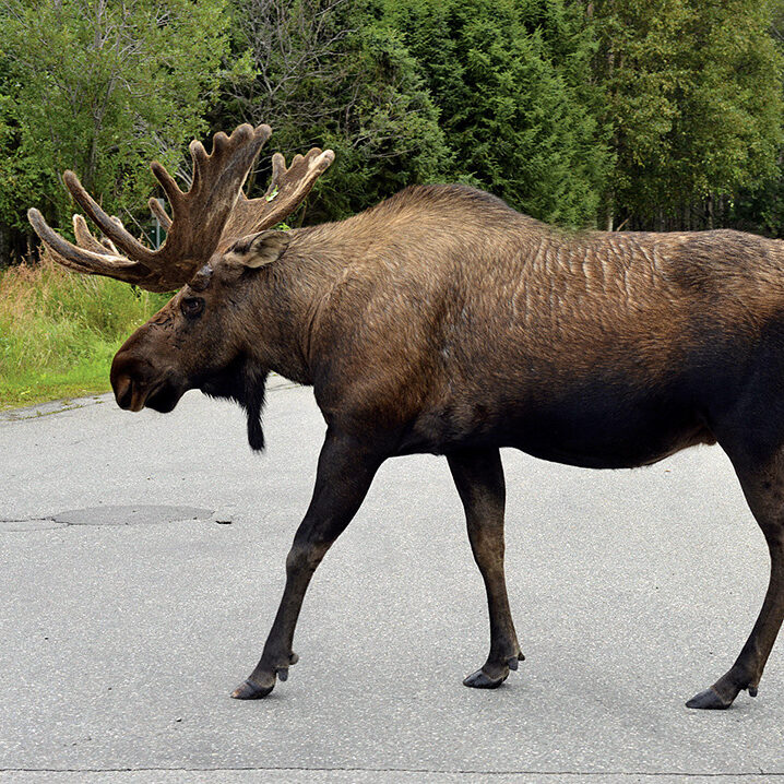 Moose roam free in Alaska and can occasionally be seen in populated areas. A male moose can be 7' tall and weigh up to half a ton.