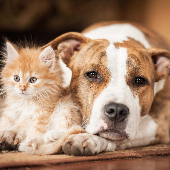 American staffordshire terrier dog with little kitten