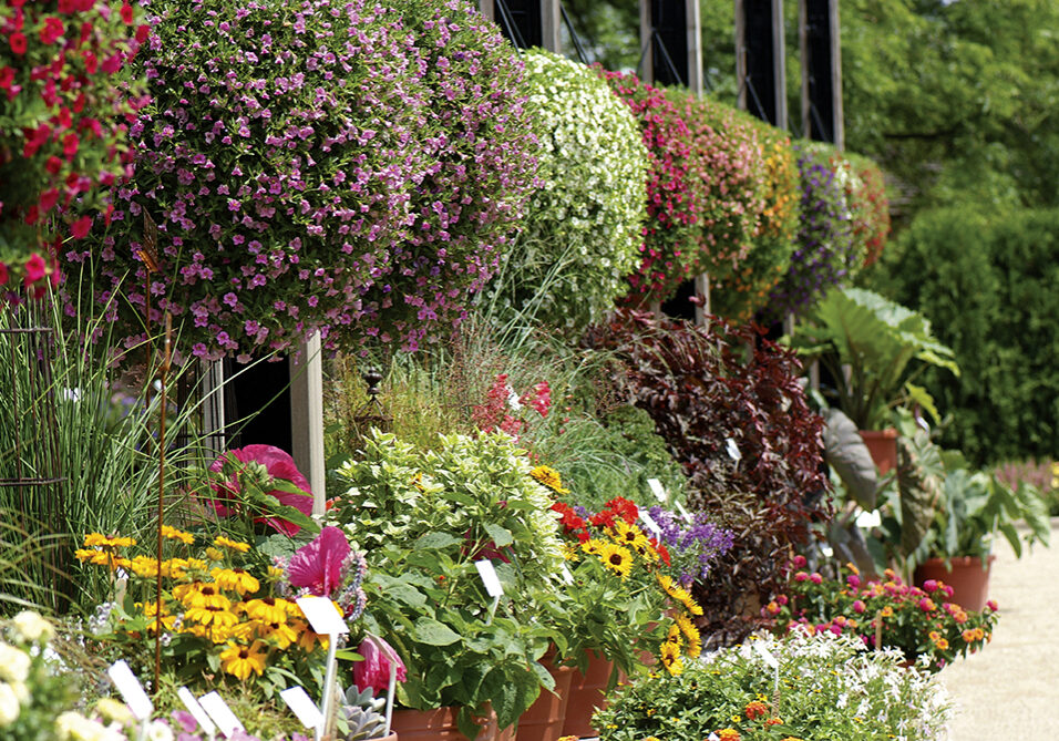 Patio Garden, The Gardens at Ball, Fantastic Foliage and other new products for sun and shade
BHC07-5466.jpg
BHC

Summer 2007 West Chicago, IL, PhilDramisino

DSCF0257PdTGAB.jpg

BHC07-5466.jpg