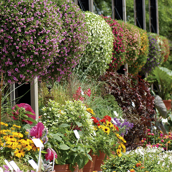 Patio Garden, The Gardens at Ball, Fantastic Foliage and other new products for sun and shade
BHC07-5466.jpg
BHC

Summer 2007 West Chicago, IL, PhilDramisino

DSCF0257PdTGAB.jpg

BHC07-5466.jpg